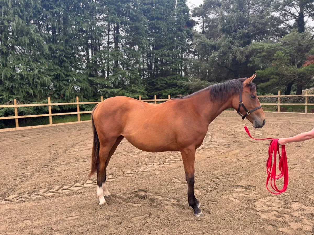 Stunning event type yearling - Image 1