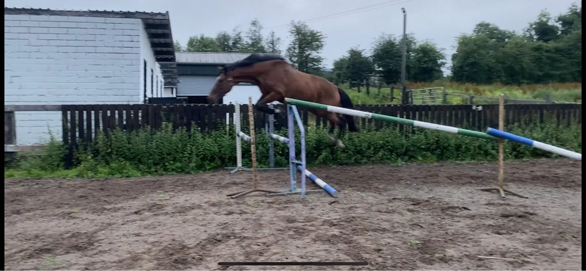 Super 3 year old mare - Image 1