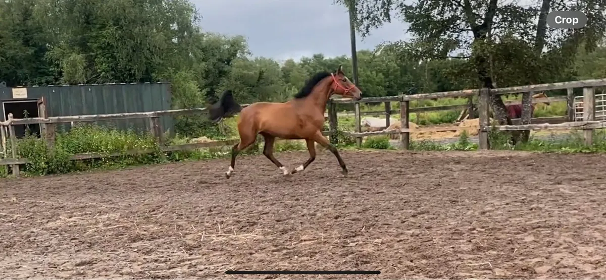 Super 3 year old mare - Image 2