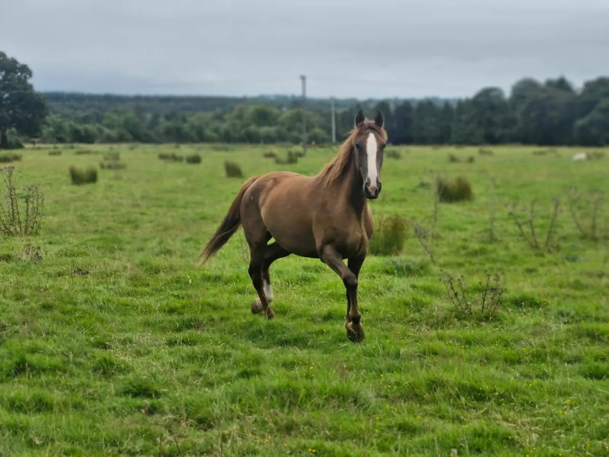 4 year old filly - Image 1