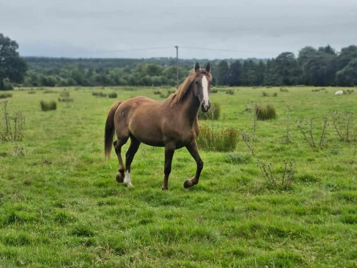 4 year old filly - Image 2