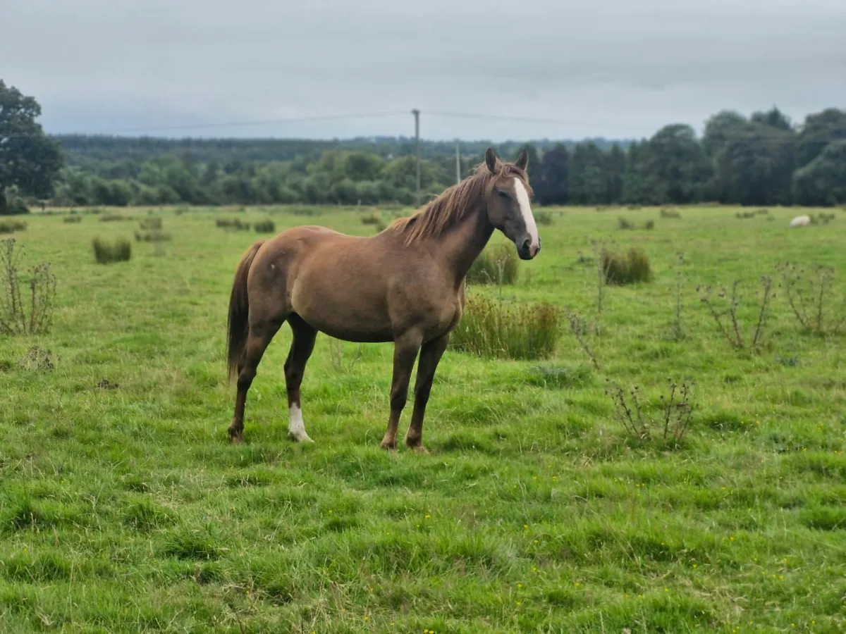 4 year old filly - Image 3