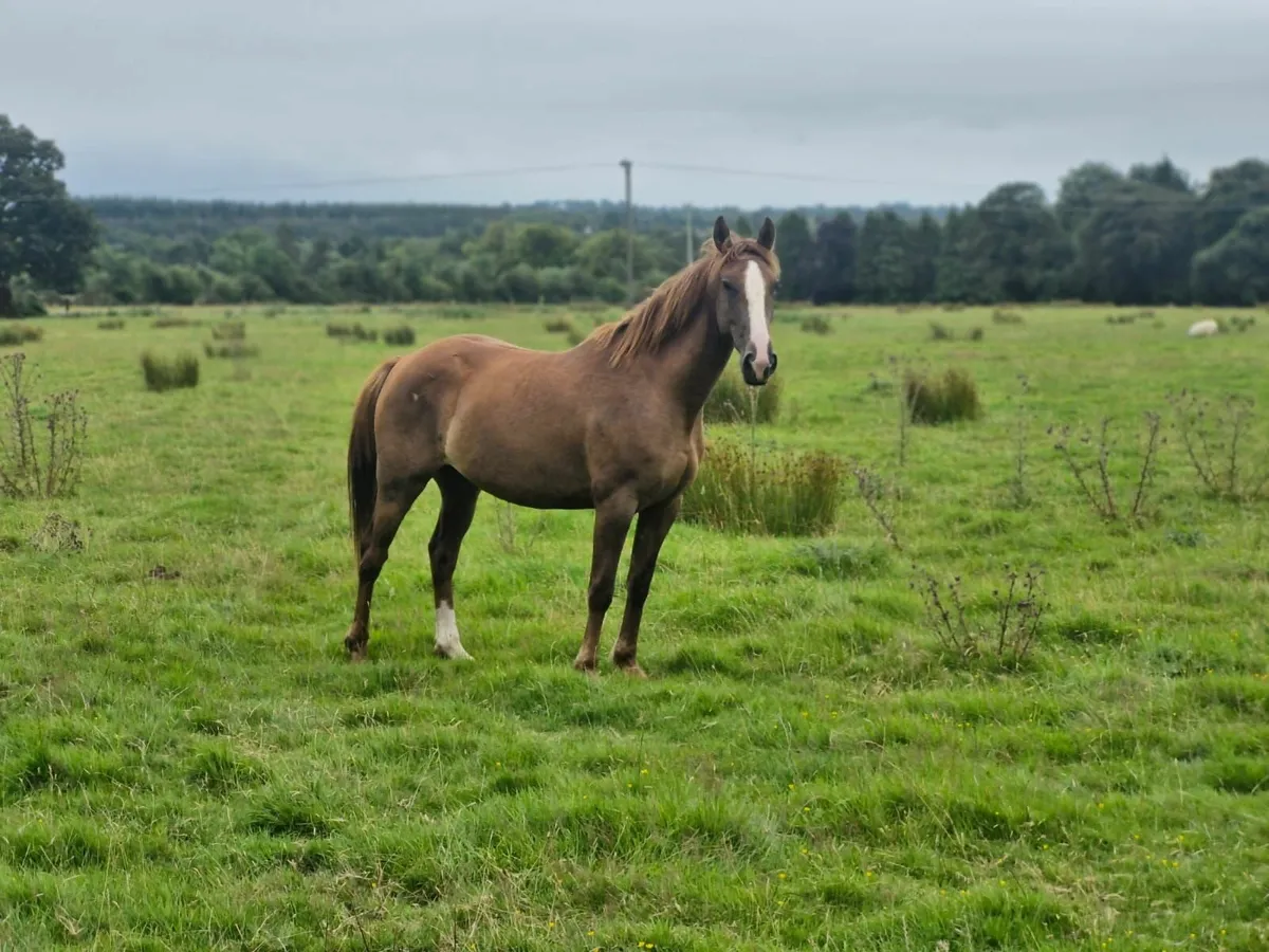 4 year old filly - Image 4