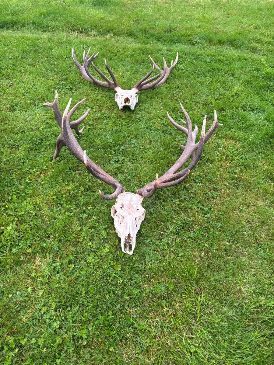 Deer Skull and Antlers - Image 1