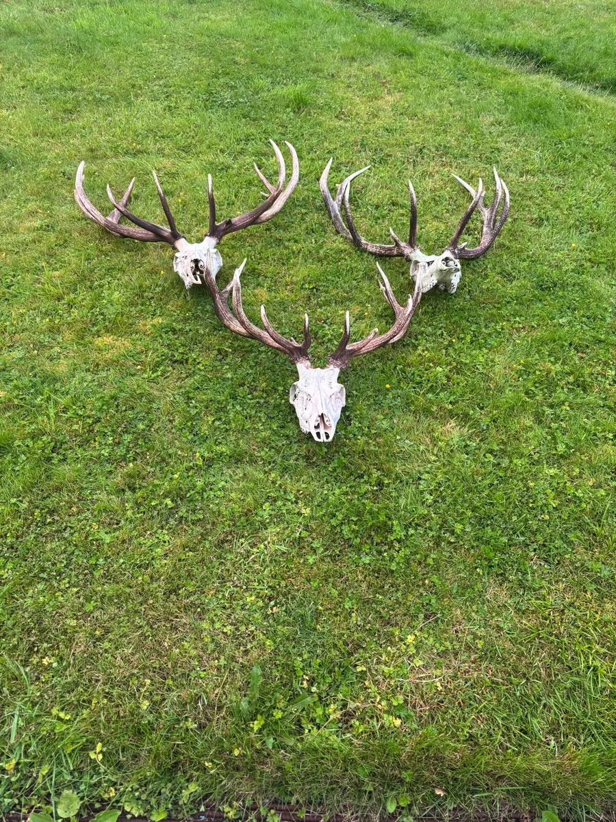 Deer Skull and Antlers - Image 2