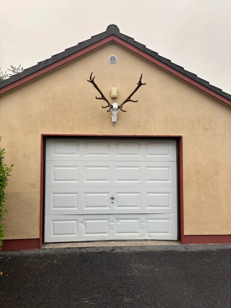 Deer Skull and Antlers - Image 3