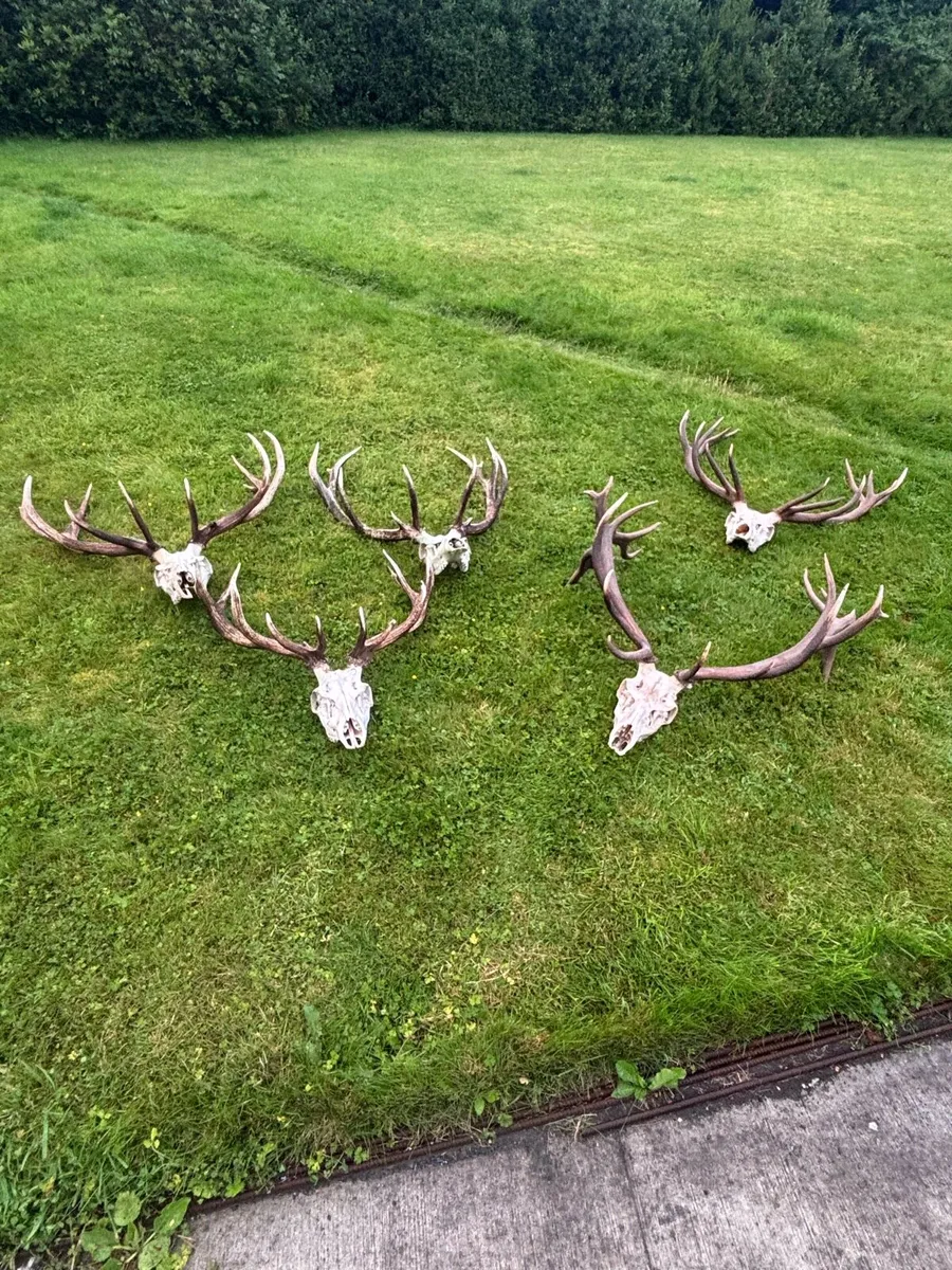 Deer Skull and Antlers - Image 4