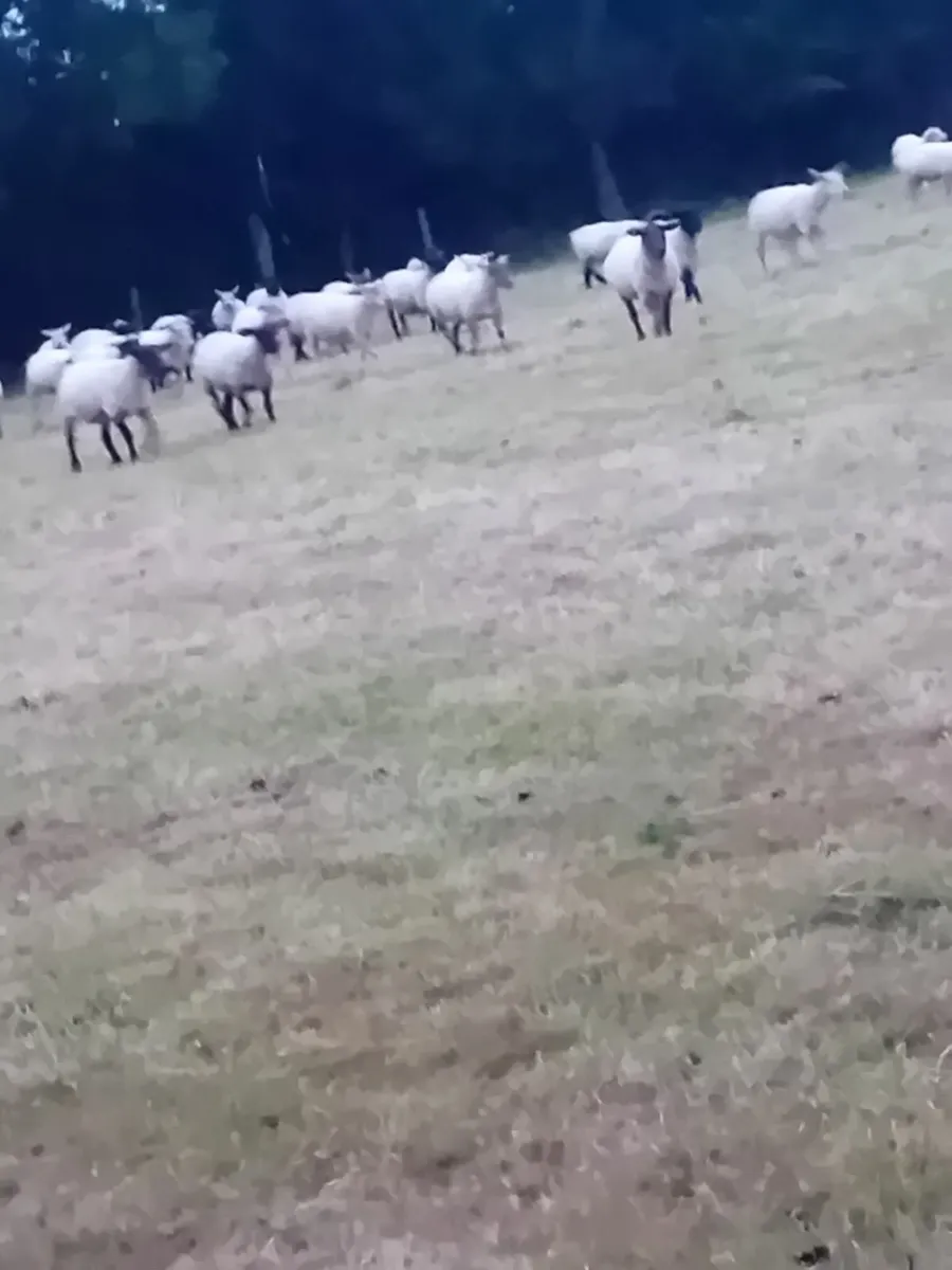 Sheep Dipping Contractor Required - Image 2