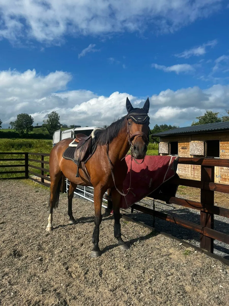 16'2 Irish Sports Horse - Image 1