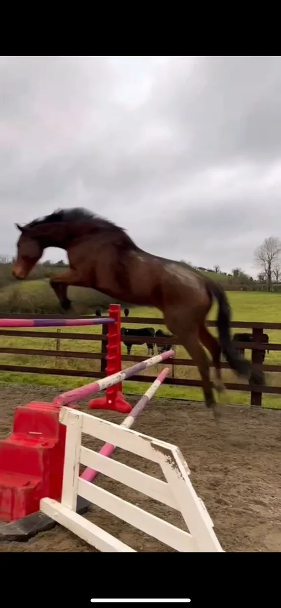 16'2 Irish Sports Horse - Image 2