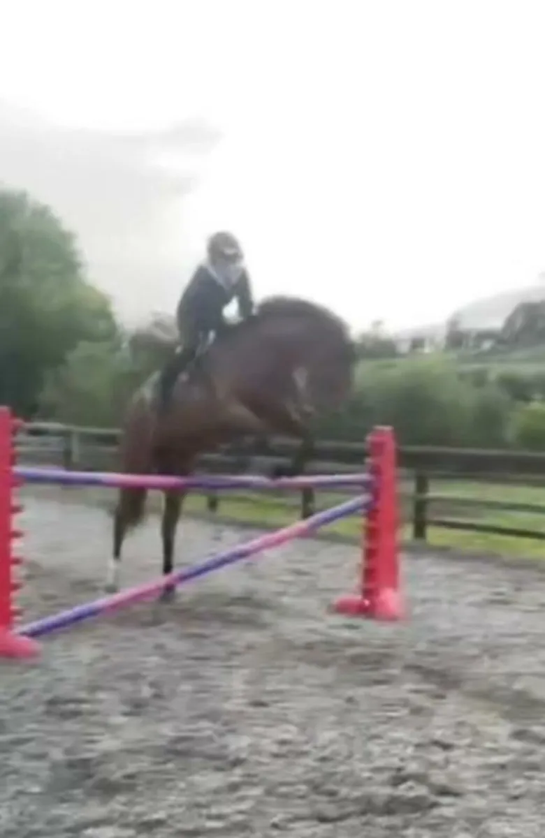 16'2 Irish Sports Horse - Image 3