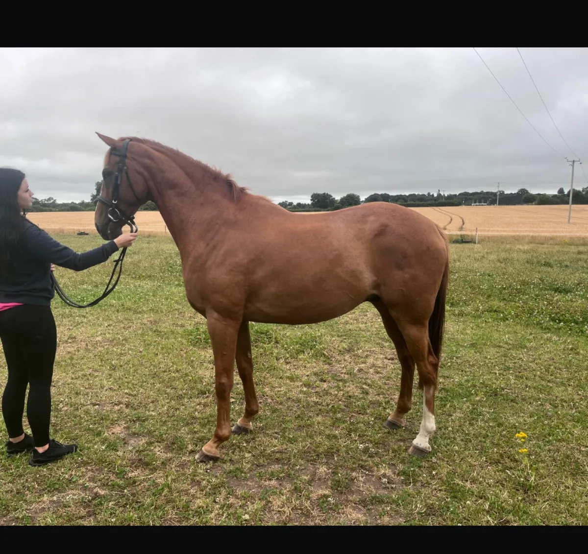 16.1h TB Gelding - Image 1