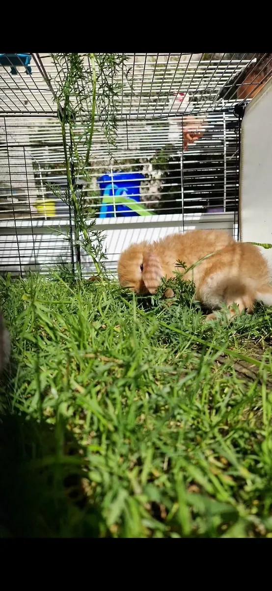 Lop rabbits - Image 1