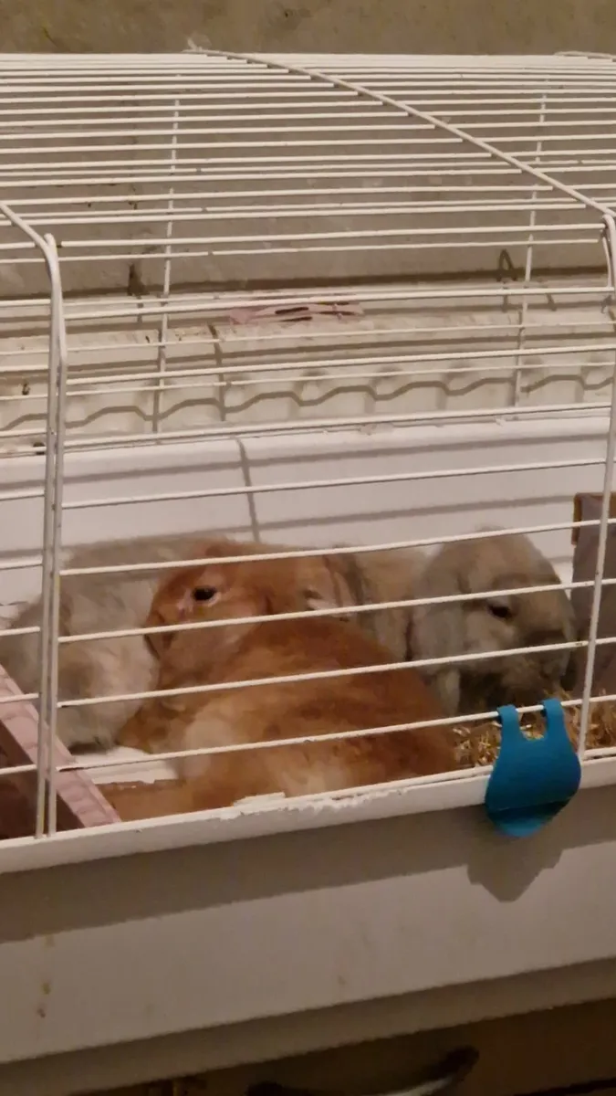 Lop rabbits - Image 2