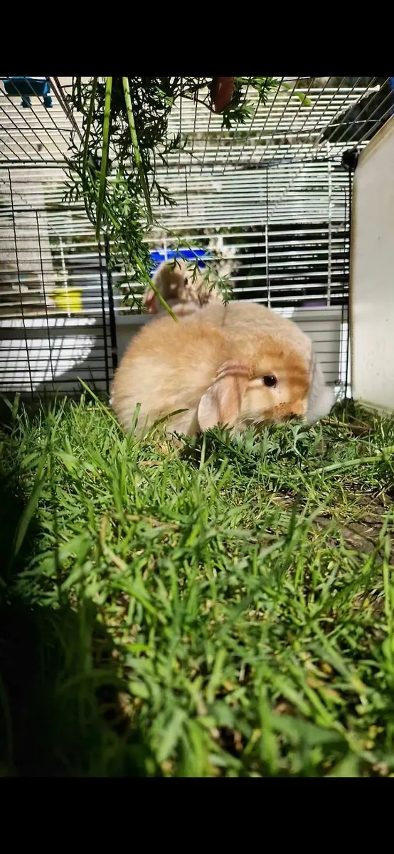 Lop rabbits - Image 3