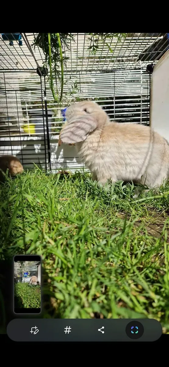 Lop rabbits - Image 4