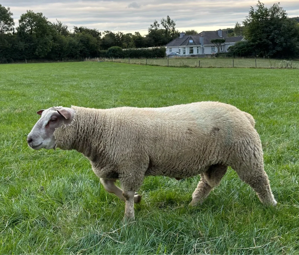 Pedigree Registered Charollais Ram Lambs For Sale - Image 1
