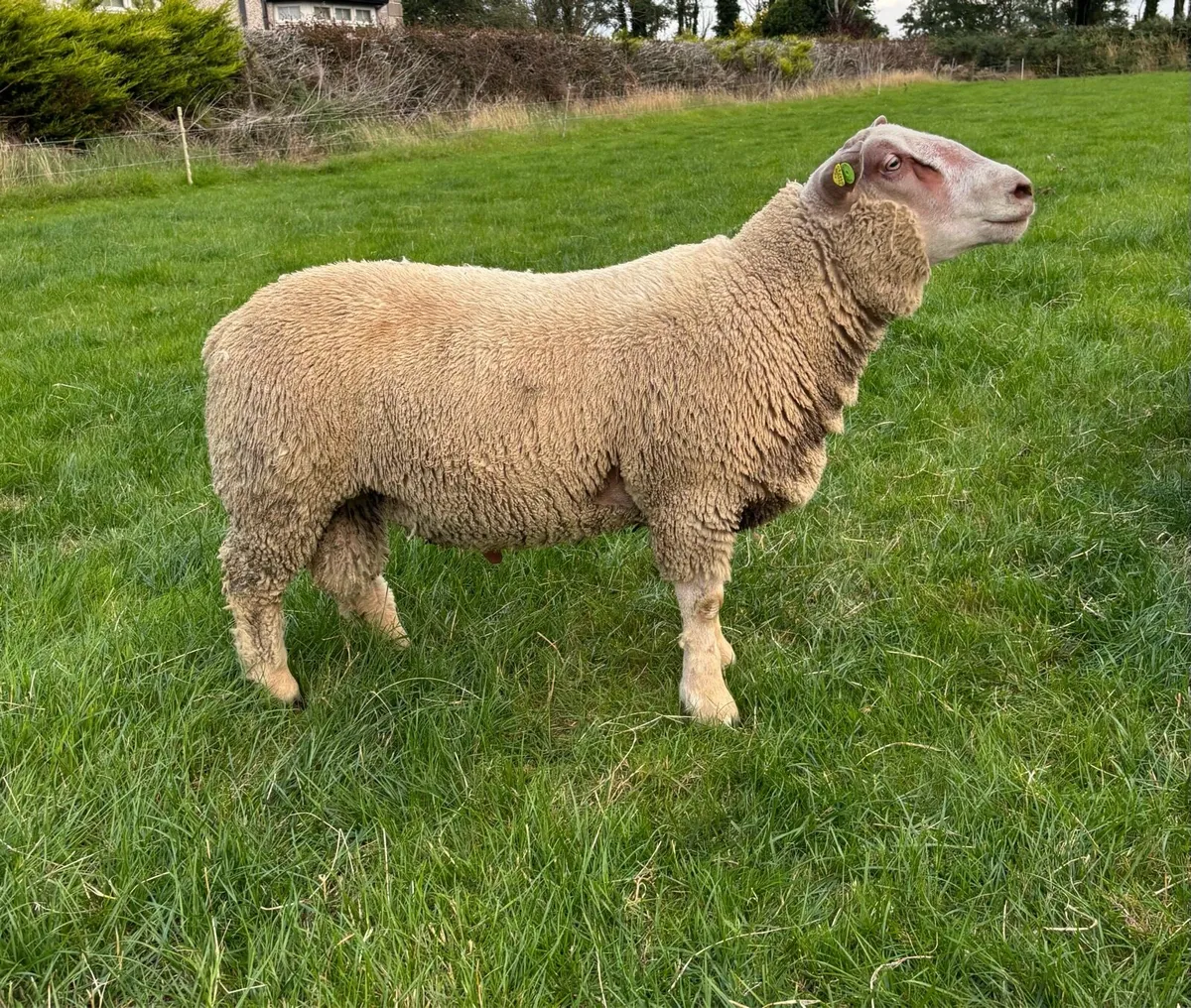 Pedigree Registered Charollais Ram Lambs For Sale - Image 2