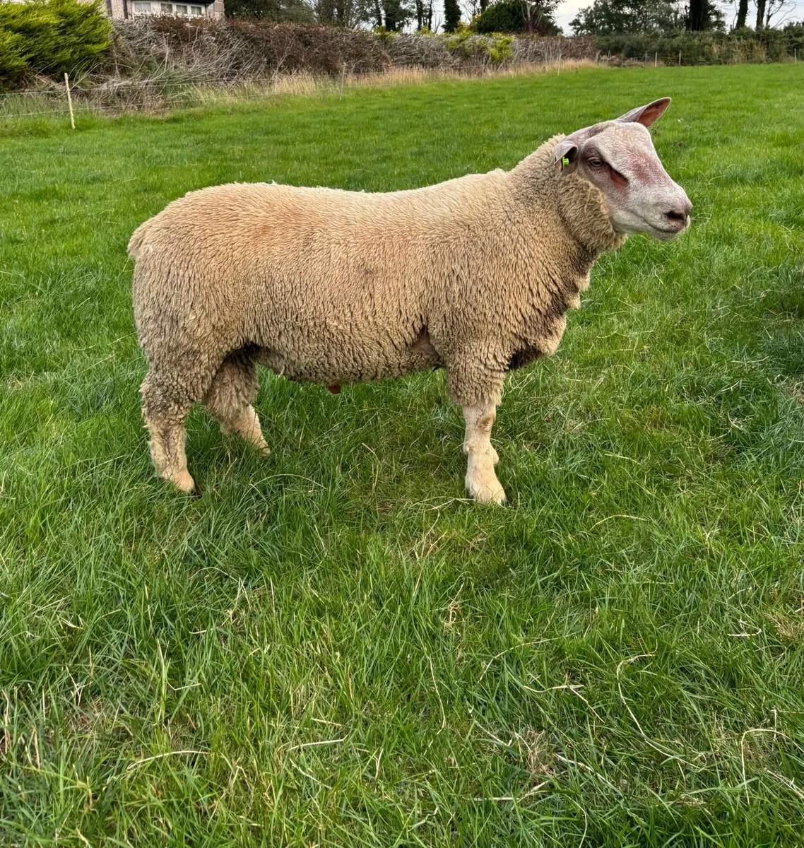 Pedigree Registered Charollais Ram Lambs For Sale - Image 3