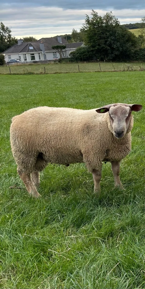 Pedigree Registered Charollais Ram Lambs For Sale - Image 4