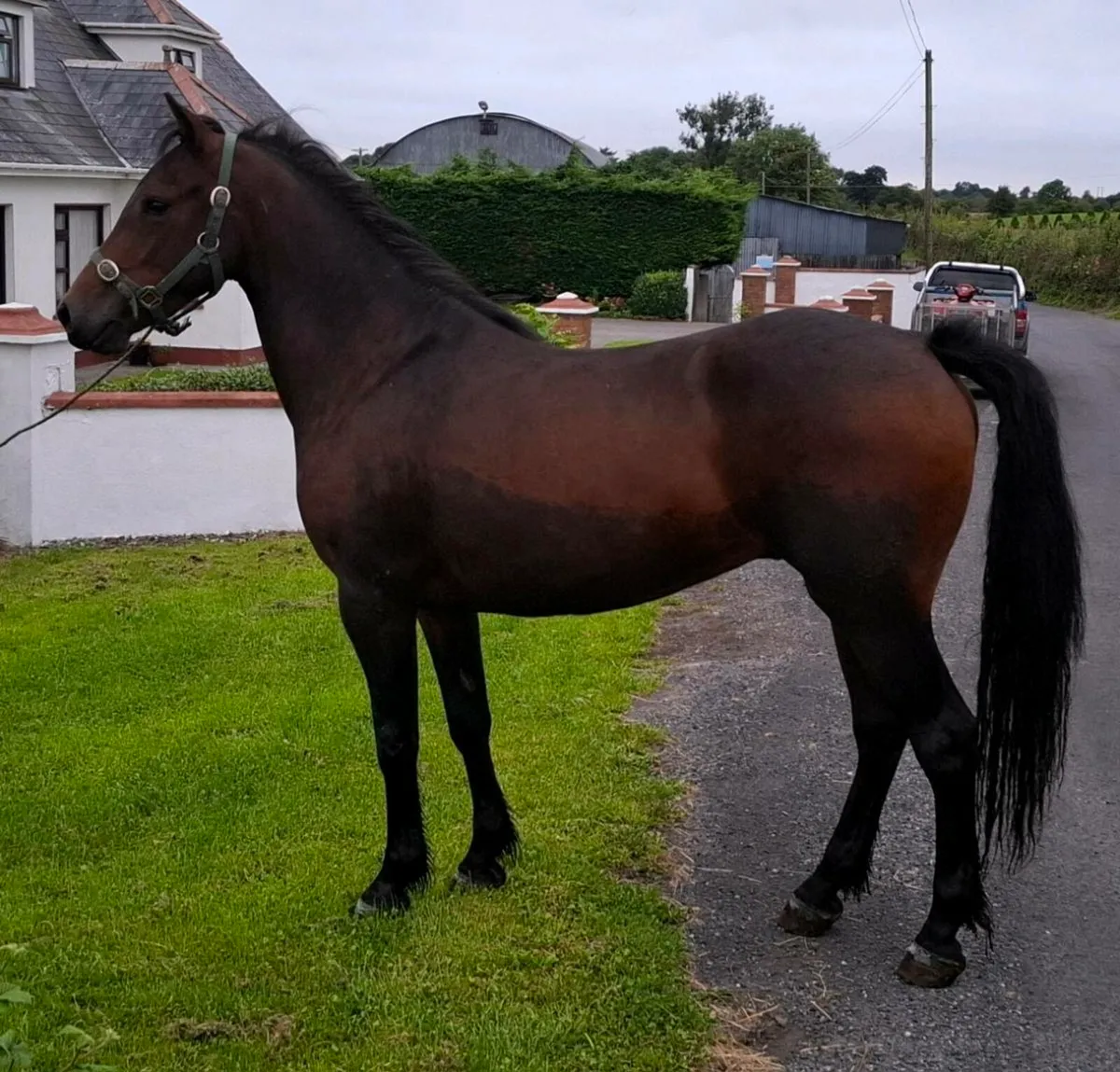 Bay Gelding - Image 1