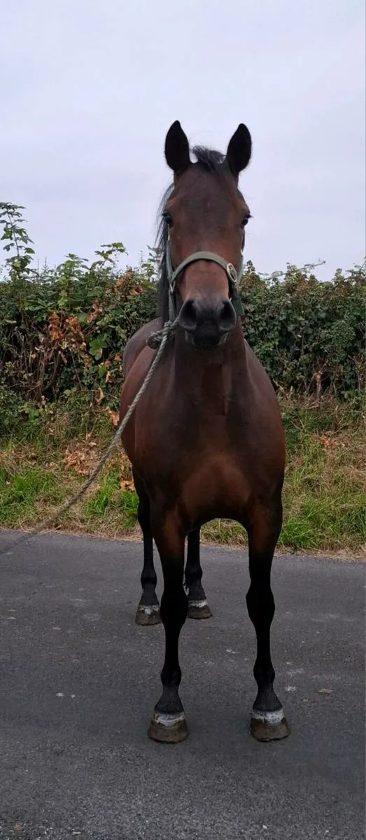 Bay Gelding - Image 2
