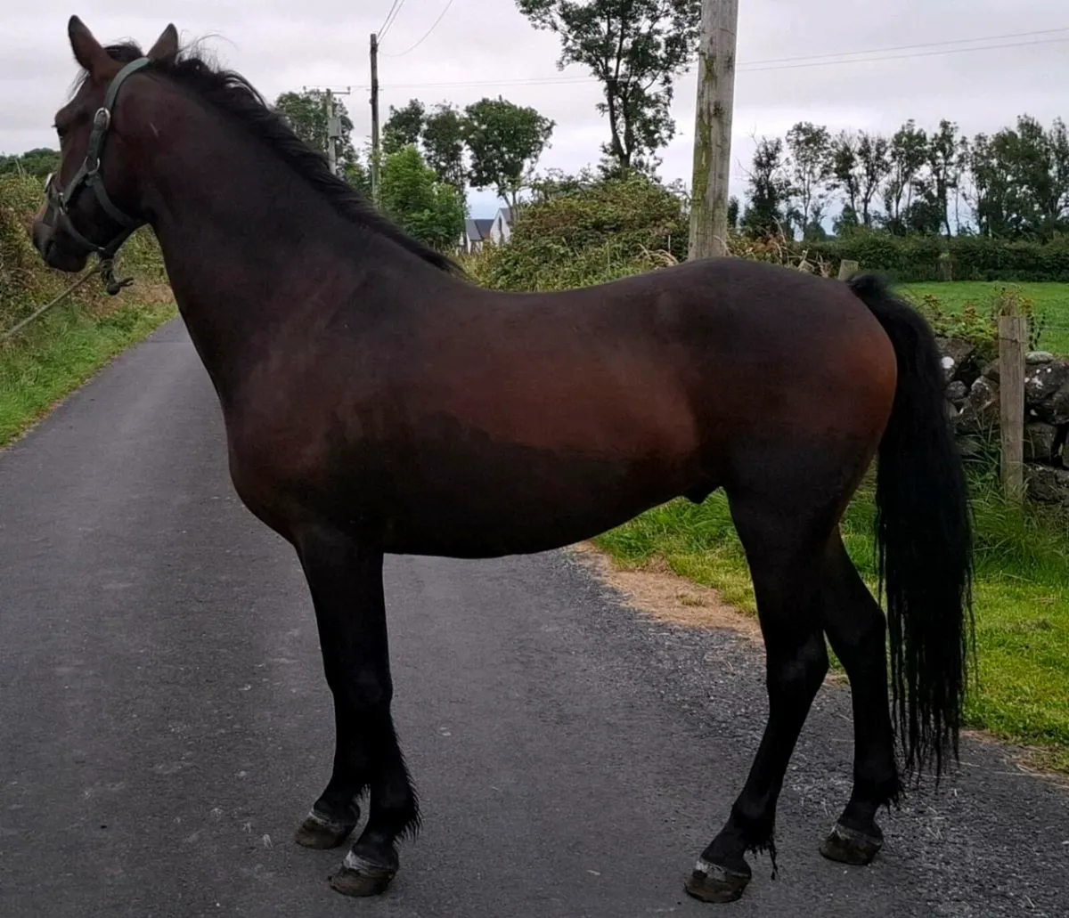 Bay Gelding - Image 3