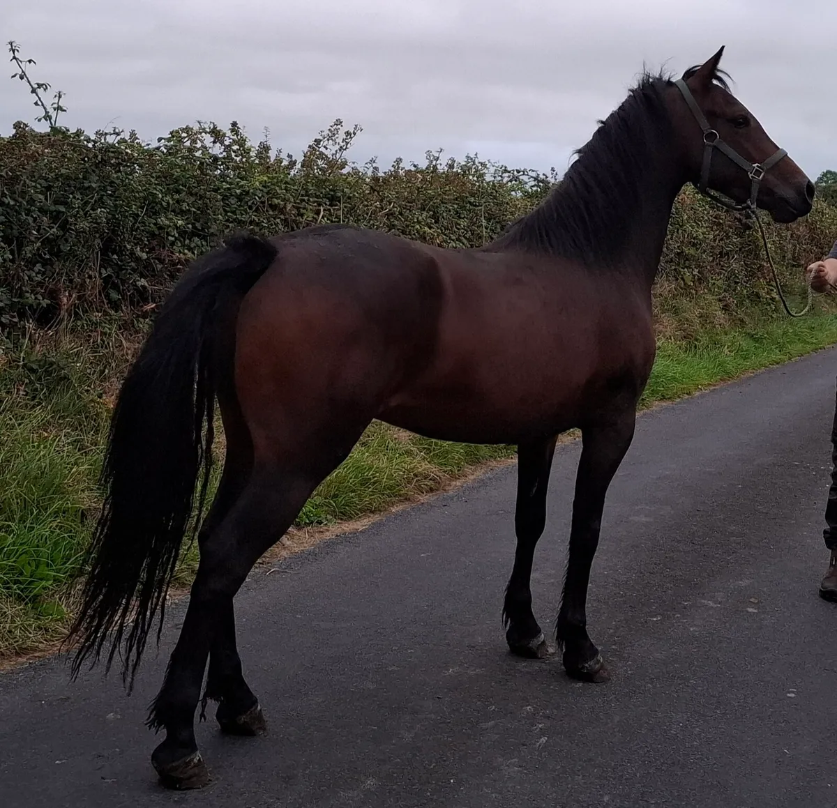 Bay Gelding - Image 4
