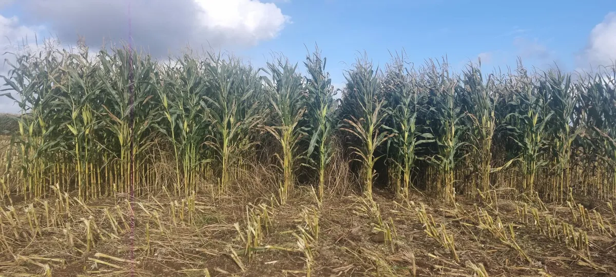 Maize for sale - Image 2