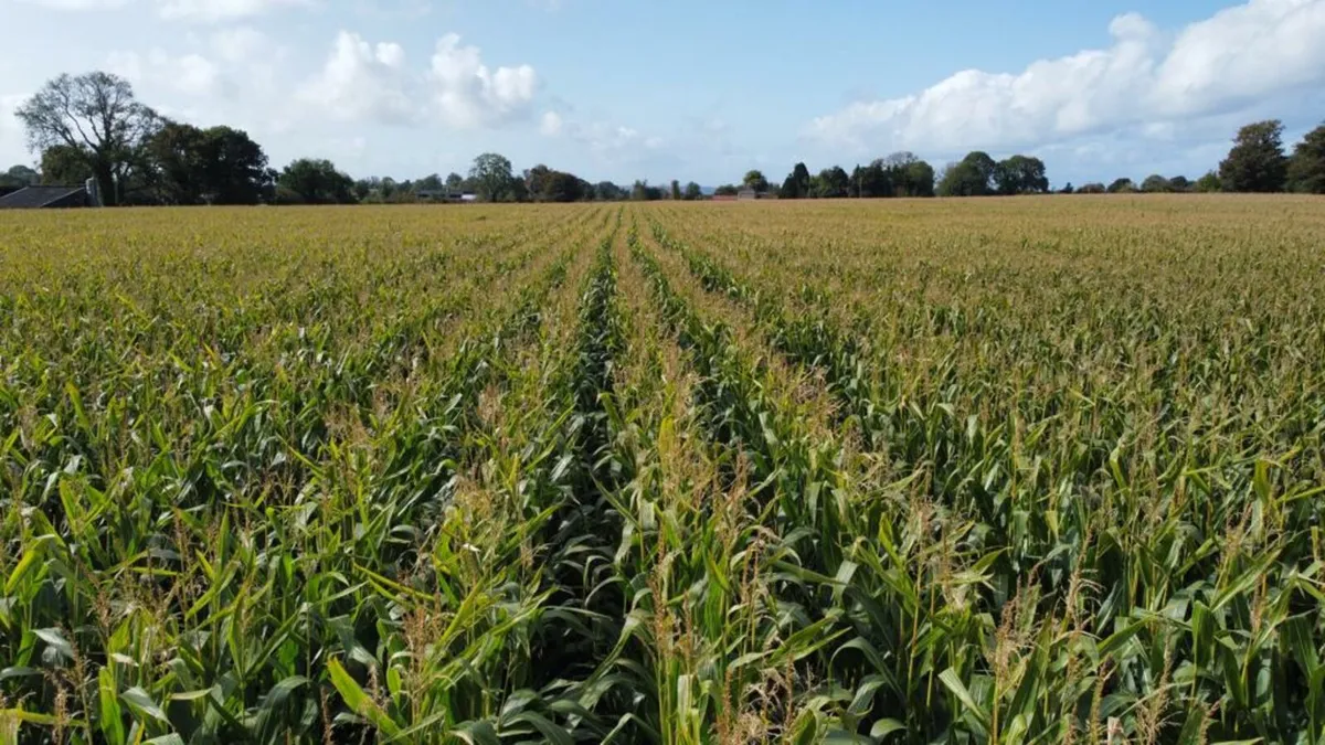 Maize for sale - Image 3