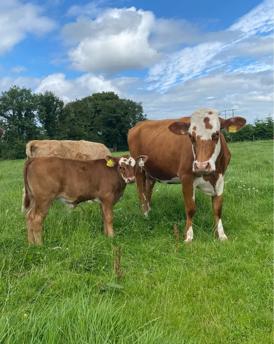⭐️5 Star Hereford First Calver and Angus Calf ⭐️ - Image 1
