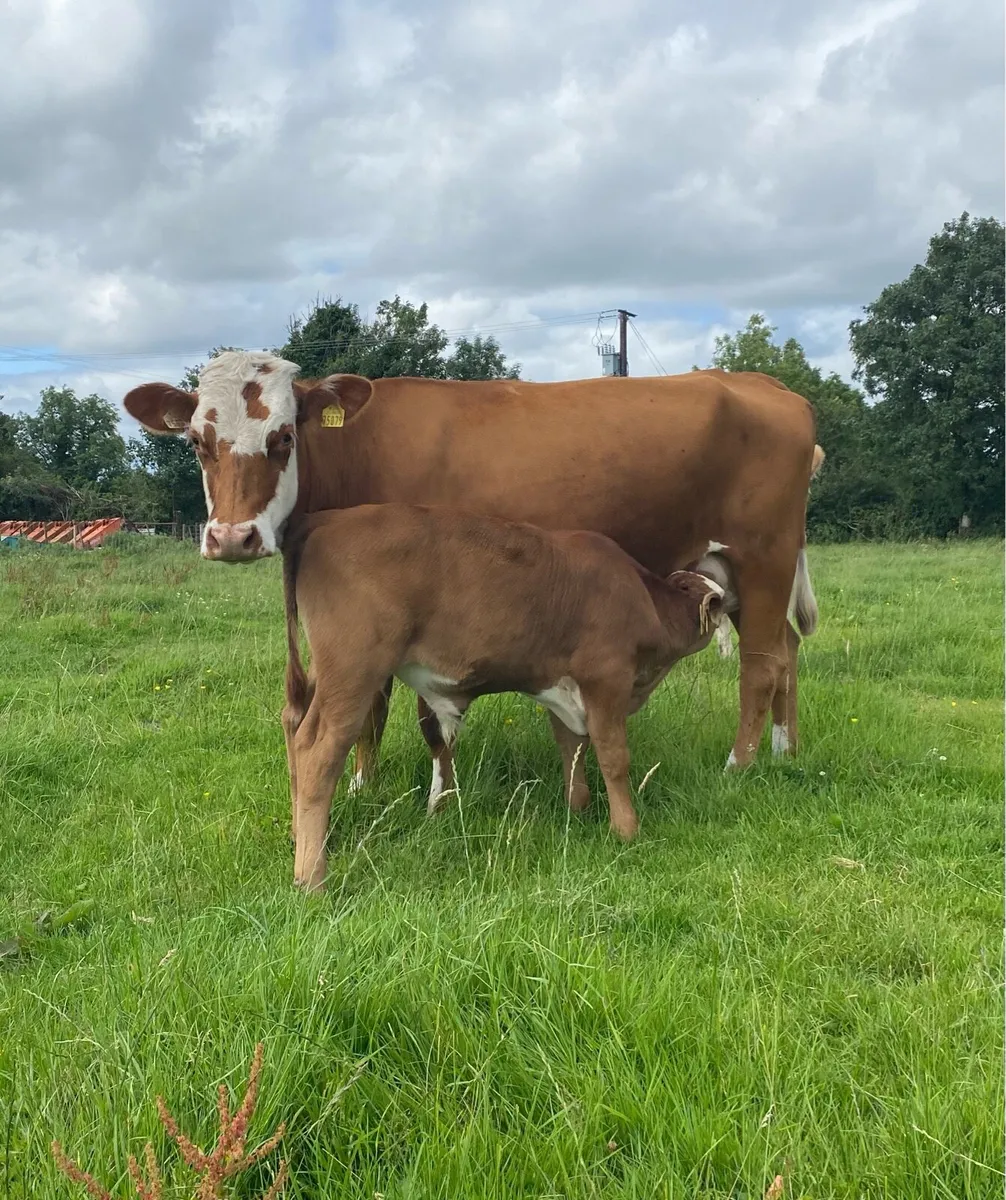 ⭐️5 Star Hereford First Calver and Angus Calf ⭐️ - Image 2