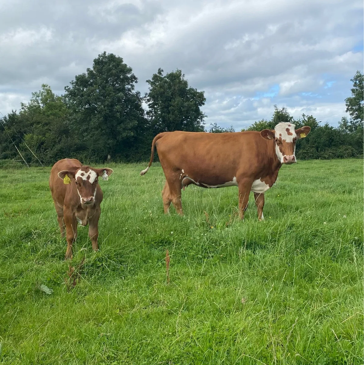 ⭐️5 Star Hereford First Calver and Angus Calf ⭐️ - Image 3