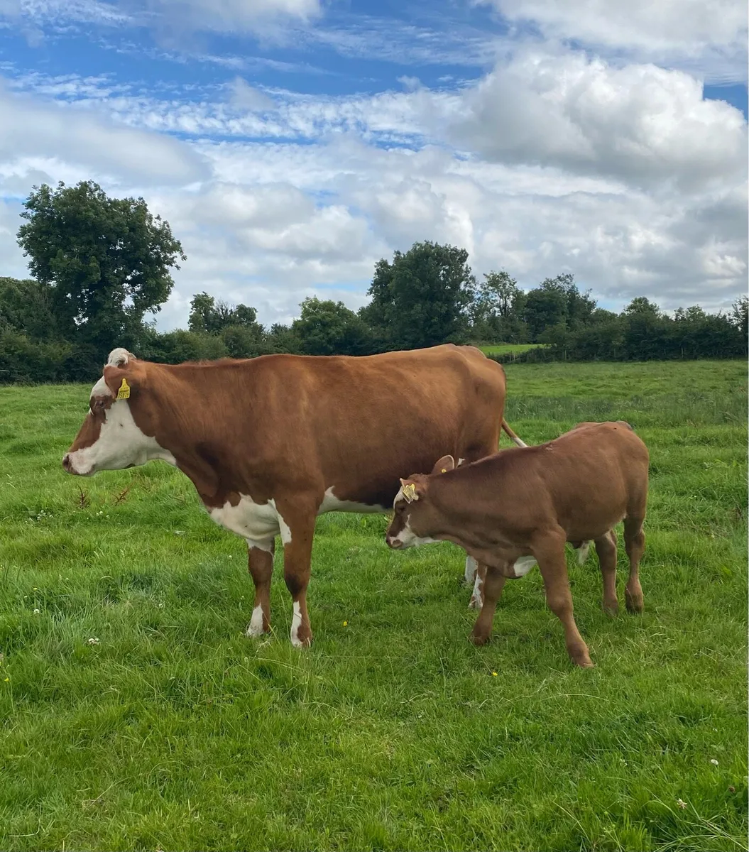 ⭐️5 Star Hereford First Calver and Angus Calf ⭐️ - Image 4