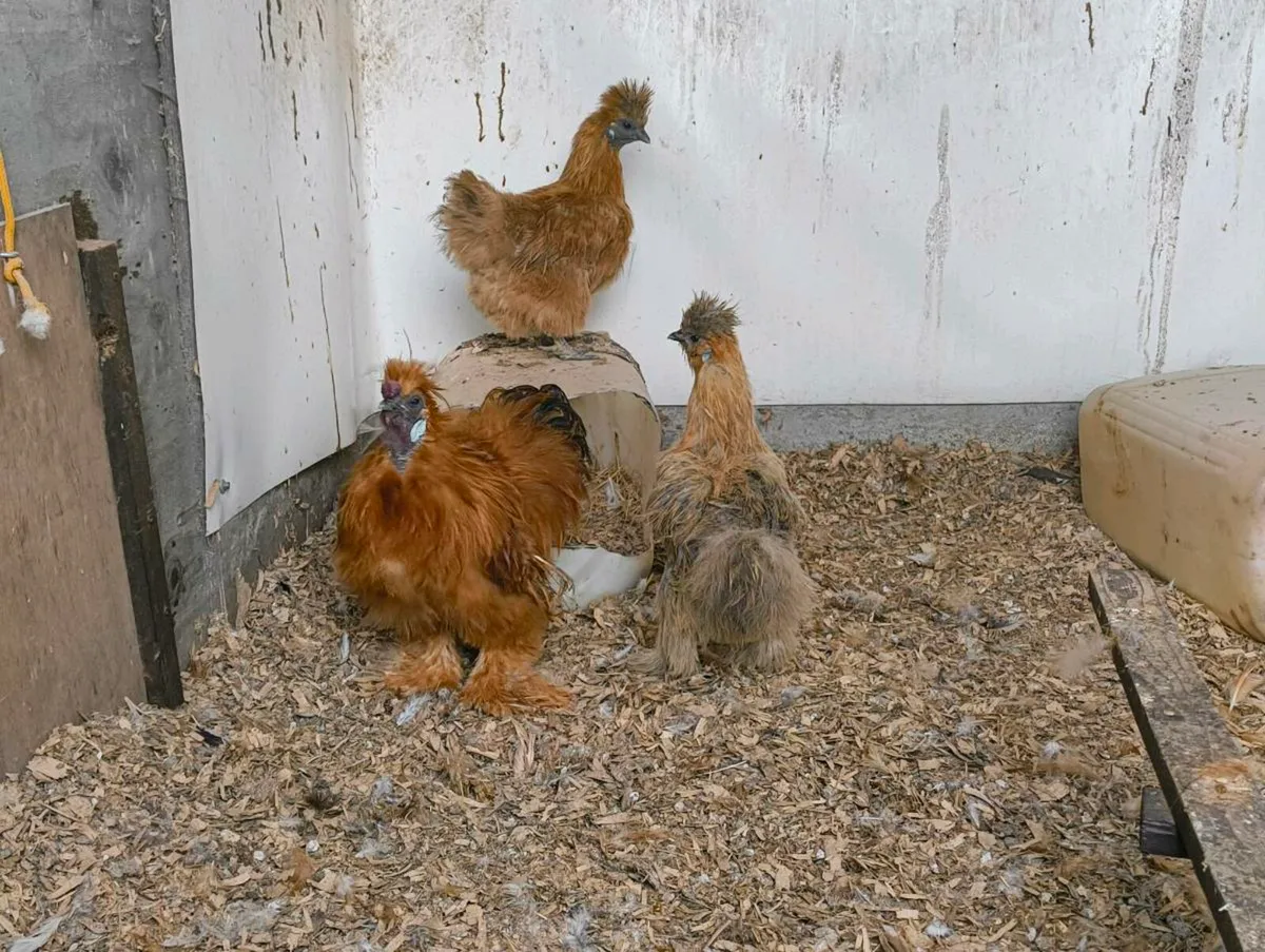 Silkie Trio bantams - Image 1