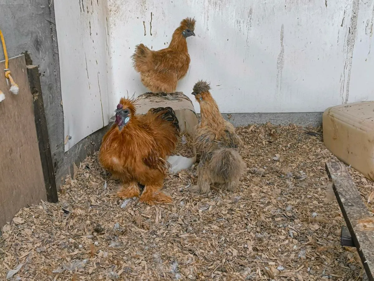 Silkie Trio bantams - Image 2