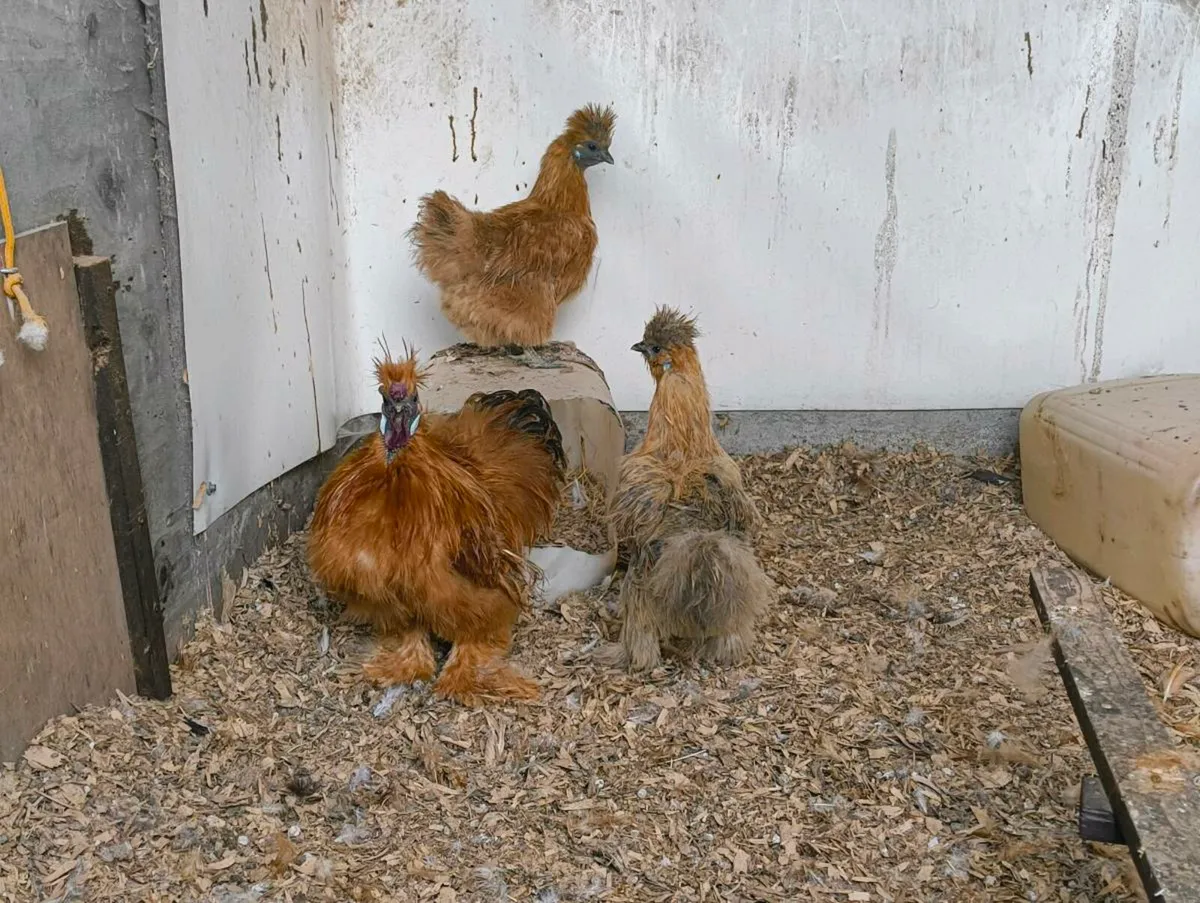 Silkie Trio bantams - Image 3