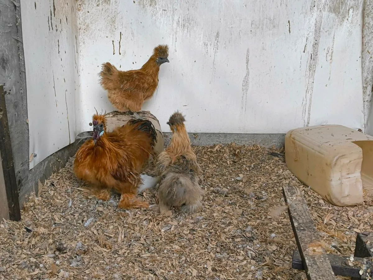 Silkie Trio bantams - Image 4