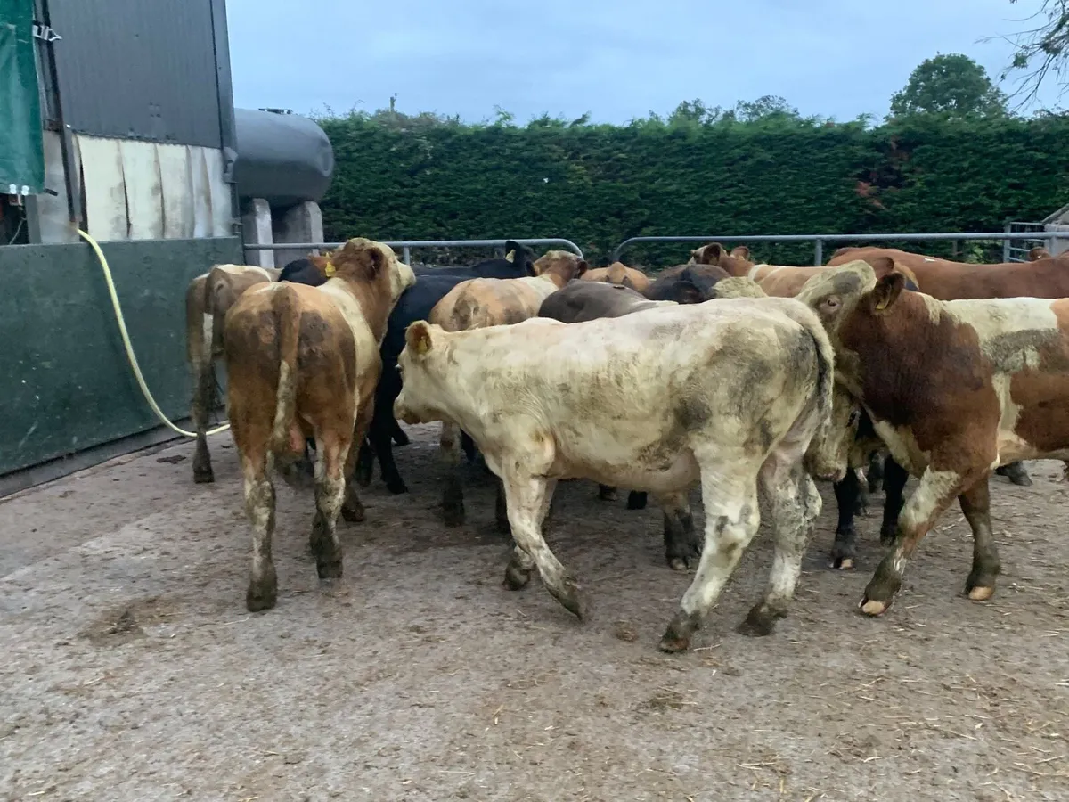 14 super continental 360 bullocks - Image 1
