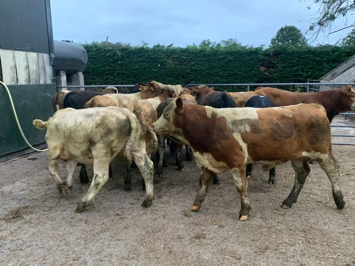 14 super continental 360 bullocks - Image 2