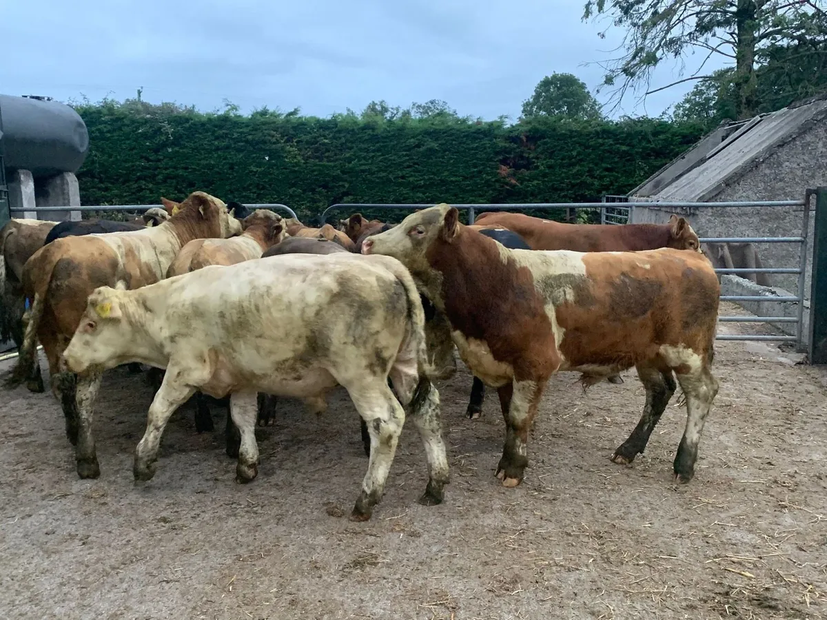 14 super continental 360 bullocks - Image 3