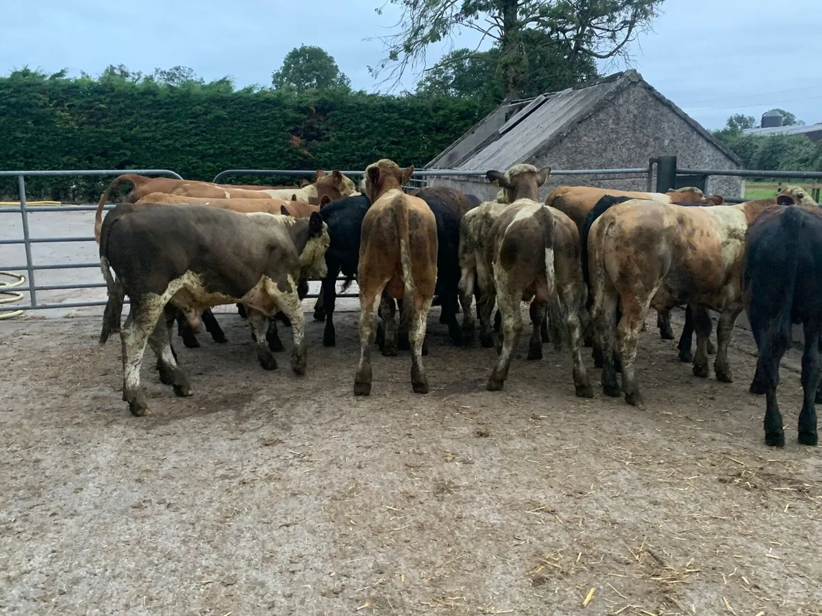 14 super continental 360 bullocks - Image 4