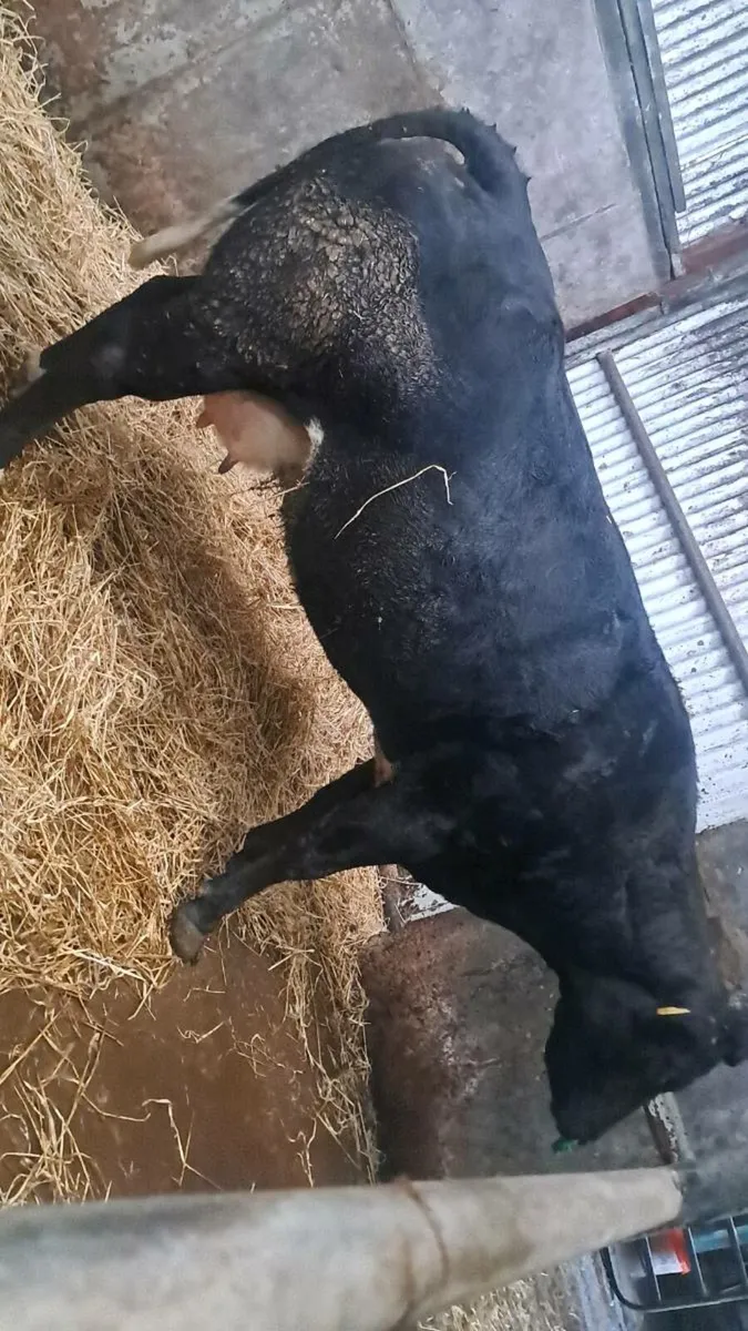 3rd calfer with March born calf and back in calf - Image 1