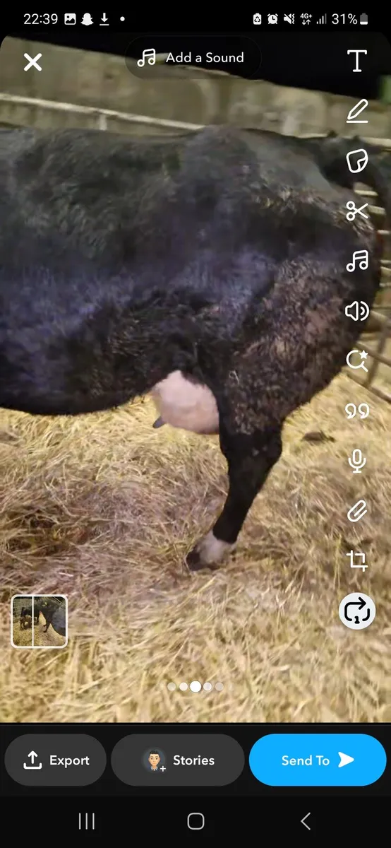 3rd calfer with March born calf and back in calf - Image 2