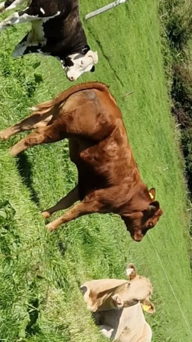 3rd calfer with March born calf and back in calf - Image 3