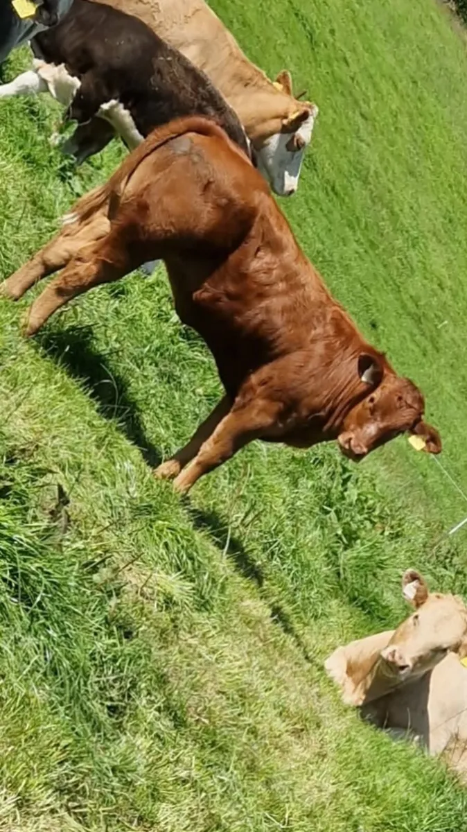 3rd calfer with March born calf and back in calf - Image 4