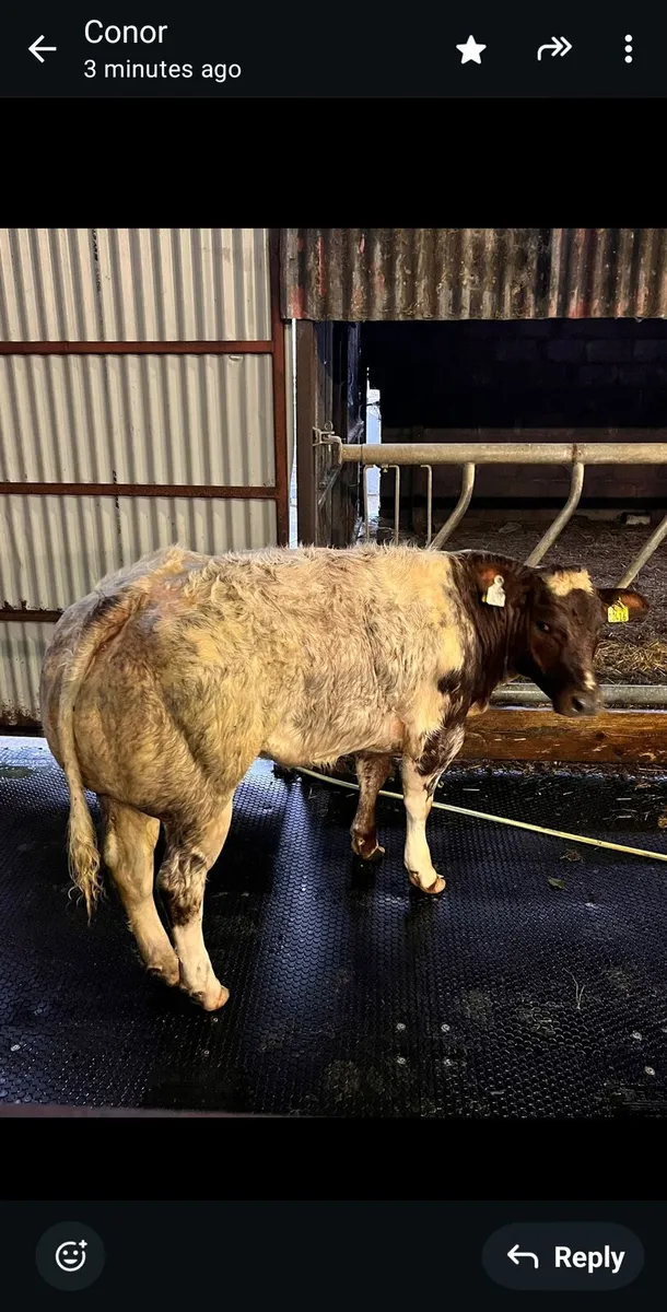 💥💥Harvest sale Roscommon Mart 💥💥 - Image 1
