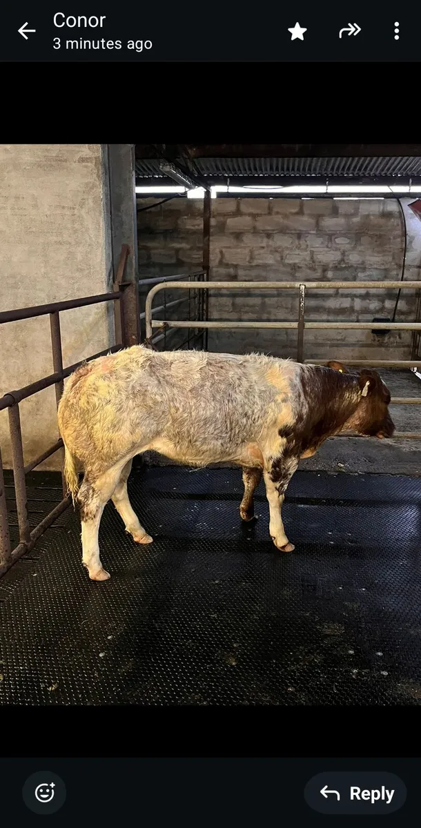 💥💥Harvest sale Roscommon Mart 💥💥 - Image 2