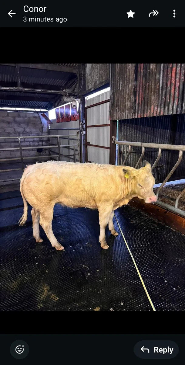 💥💥Harvest sale Roscommon Mart 💥💥 - Image 3