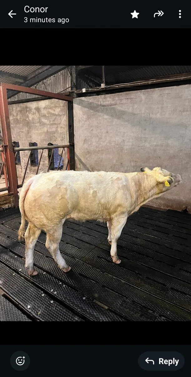 💥💥Harvest sale Roscommon Mart 💥💥 - Image 4